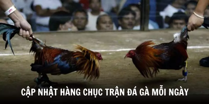 23WIN cập nhật hàng chục trận Đá Gà Cựa Sắt mỗi ngày