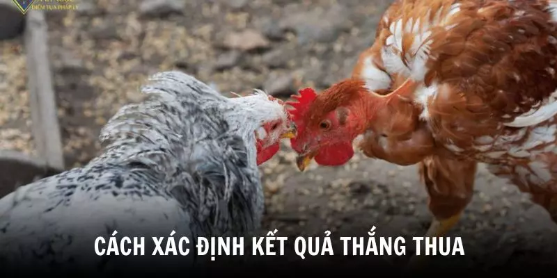 Cách xác định kết quả thắng thua trong đá gà cựa sắt