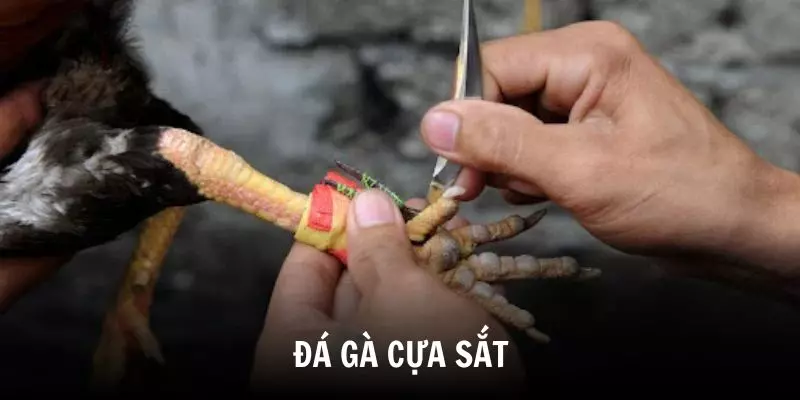 Đá Gà Cựa Sắt