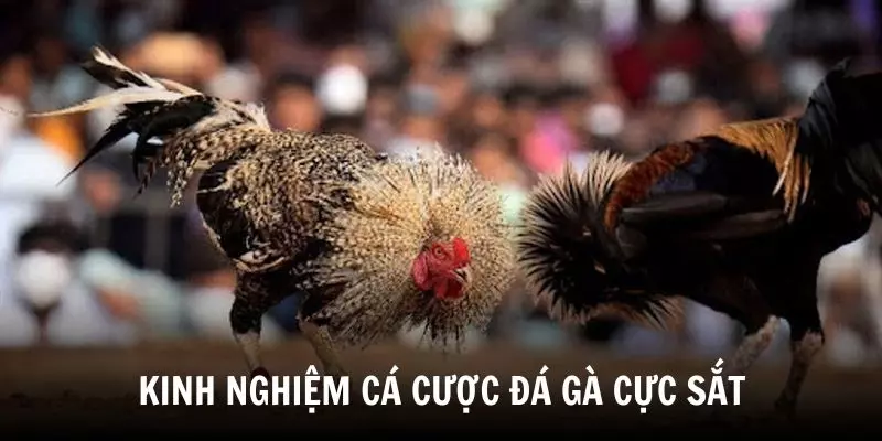Kinh nghiệm cá cược đá gà cựa sắt hiệu quả