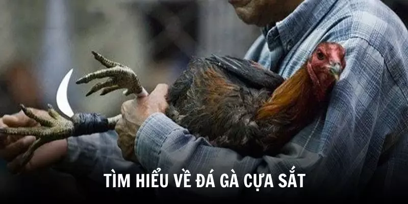 Tìm hiểu điểm khác biệt của đá gà cựa sắt
