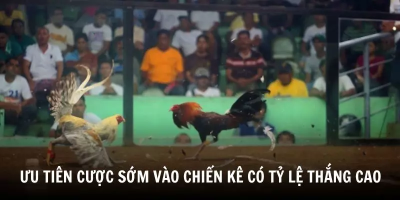 Ưu tiên cược sớm vào gà có tỷ lệ thắng cao